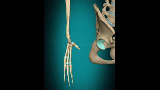 3d animation of metaphalangeal joint interphalangeal joint of handabduction adduction [upl. by Leonteen]