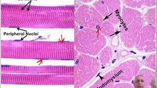 Histology of Muscles [upl. by Aillimac]