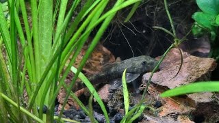 Parotocinclus cearensis maculicauda [upl. by Arag427]