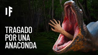 ¿Qué pasaría si te tragara una anaconda [upl. by Ajim94]