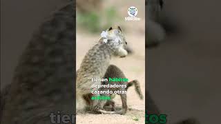 ¿Qué les Oculta la Ardilla sobre su Vida Salvaje 🐿 [upl. by Perloff]