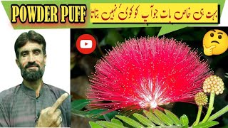 Powder puff plant🌺  Calliandra plant care  Celliendra flowering tree [upl. by Edmunda230]