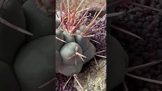 Slow growing hardy cactus that produces whiteyellow flowers quotSuncupquot Thelocactus hexaedrophorus [upl. by Coh328]