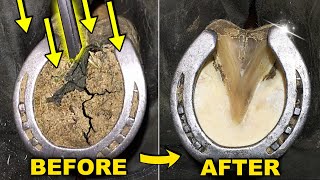 Horse Hoof Deep Clean  Satisfying Restoration  Farrier ASMR [upl. by Goldshlag]