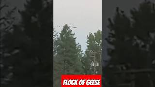 FLOCK OF GEESE FLYING OVER WARWOOD WV [upl. by Nnaycnan]