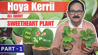 HOYA KERRII CARE  SWEETHEART PLANT OR VALENTINE PLANT hoyacare [upl. by Ardnosal244]