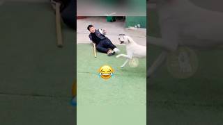 When Your Dog Starts Mocking Your Broken Leg Walk 🐾😂 MyPetsie [upl. by Ardnaid]