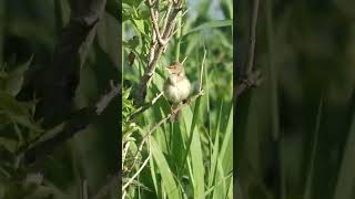 Marsh Warbler Singing shorts [upl. by Felizio]