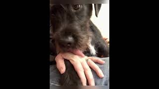 My dogs tongue gets stuck funnydogs dogshorts doglovers doglife [upl. by Ardnoed]