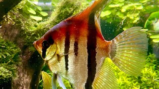 Rio Manacapuru South America Aquarium Biotodoma Cupido Corydoras Sterbaii November 24 Update [upl. by Anelam727]