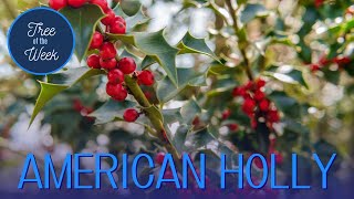 Tree of the Week American Holly [upl. by Nerhe]