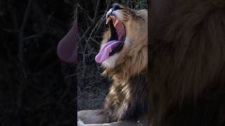 Lion Yawn 🥱 🦁 [upl. by Siegel]