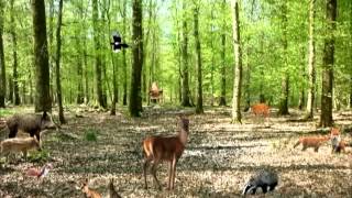 LA FORÊT  Je découvre en chanson les animaux de ma forêt [upl. by Keyek]