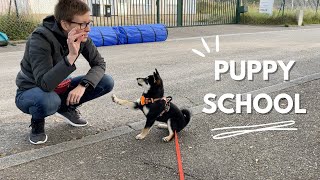 Our Shiba Inu’s First Day at Puppy School [upl. by Nyrac]