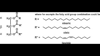 Chemical structures of Examples of Triacylglycerol Triolein Tristearin Trilinolein [upl. by Ignazio993]