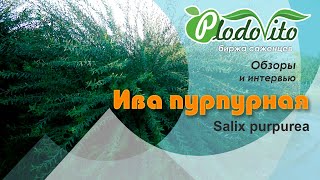 Ива пурпурная I Salix purpurea [upl. by Lerual]