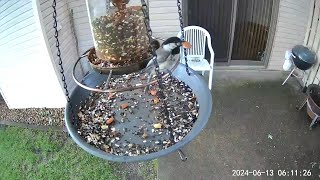 20240613  A few Blackcapped Chickadees make quick grab and go visits to the feeder [upl. by Wheaton]