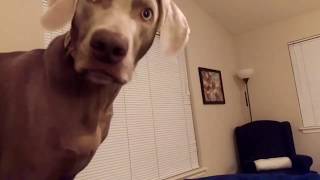 Weimaraner Getting Under the Covers [upl. by Anerehs490]