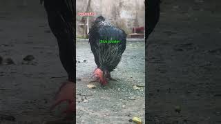 Complicity 🐓 shorts youtubeshorts rooster [upl. by Ylim767]