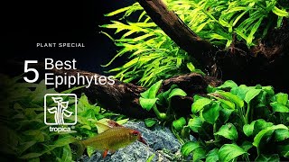 Top 5 Best Aquarium Plants to Attach to WoodRock [upl. by Kentigera937]