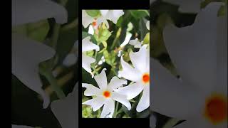 Parijat ka phool 🌸🌸 trending youtube shortvideo [upl. by Ahsets]