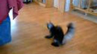 Azima Abra Smoke Turkish Angora goes CRAZY [upl. by Fiorenza423]