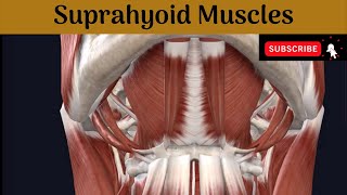 Suprahyoid Muscles  Attachment  Nerve Supply Actions Relations of Posterior belly of Digastric [upl. by Abrahan253]