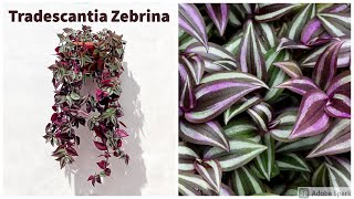 Tradescantia Zebrina Care Guide [upl. by Drolyag]