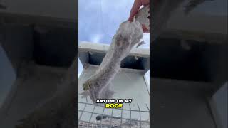 Why Your Dryer Isn’t Working A Hidden Roof Problem diy [upl. by Fronniah609]