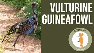 Vulturine Guineafowl africanbirds birds birding [upl. by Russell594]