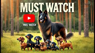 Watch This Belgian Groenendael Herd and Protect a Pack of Small Dogs [upl. by Eelyahs]