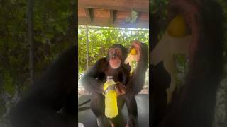 Limbani the chimpanzee obsessed with bananas 🍌😎 [upl. by Lazos]