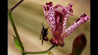 Hairy Toad Lily Tricyrtis hirta [upl. by Druce828]