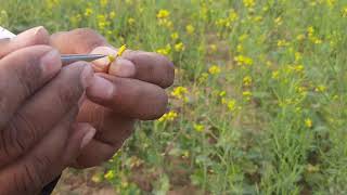 BrassicasRapeseedMustard Live Part2 Floral Biology and Emasculation in Mustard [upl. by Kehoe]