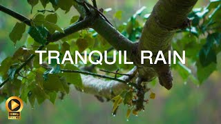 RAIN MEDITATION  10 Hours  Sleep Aid  Anxiety Relief  Calming Background Ambience [upl. by Nanreit]