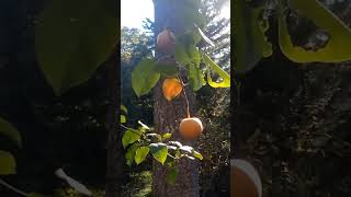 Pear Trees The Ultimate Permaculture Garden Addition [upl. by Hnahc]