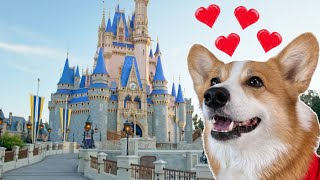 Hammy found dog DISNEYLAND [upl. by Oilegor697]