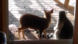 LEMUR PLAYS WITH BABY DEER [upl. by Neral]