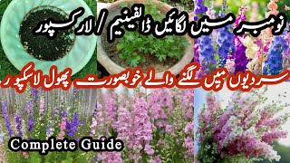 How to grow Dolphinium  Larkspur plant from seeds at homeTHEFLOWERBOX740 [upl. by Sheply806]