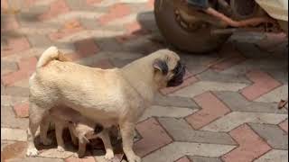 pug puppies for sale in Delhi ncr  7428876405 [upl. by Hcahsem]