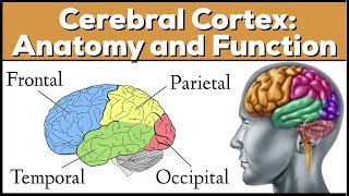 Lobes of the Brain Cerebrum Anatomy and Function Cerebral Cortex [upl. by Etoile]