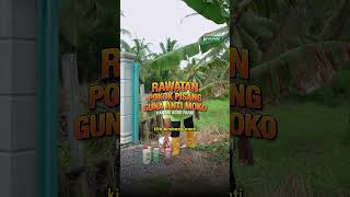 Cara Guna Anti Moko  Hanani Agro Farm [upl. by Ojybbob]