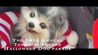 New York【The 34th annual Tompkins Square Park Halloween Dog Parade🐶🐕🐩 🐕‍🦺🐾】Oct 19 2024【4K】 [upl. by Chemosh624]