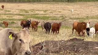 64 head of Charolais Charolais Cross Red Angus cross and crossbred bred cows with five calves0823 [upl. by Lemuela]