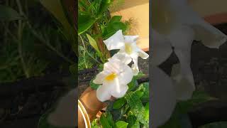 Mandevilla flower plant 🪴✨terrace gardening mandeville flowers plants viralvideo flower [upl. by Nevin265]