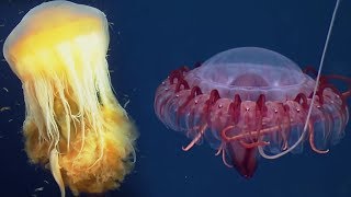 Deep Ocean 10 Hours of Relaxing Oceanscapes  BBC Earth [upl. by Ihdin344]