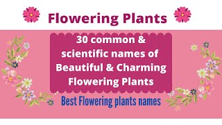 Best Flowering Plants common amp scientific names  Brilliant House plant [upl. by Demetri]