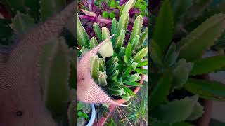 Stapelia Giganteastapelias🌸gardening plantas plants succulents cactus 2024 nature [upl. by Mashe]