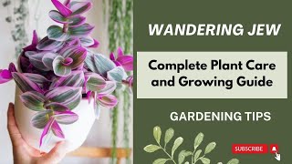 Wandering Jew Complete Plant Care and Growing GuideWandering Jew indoor care  Tradescantia Zebrina [upl. by Trinee]