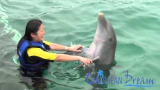 Dolphin Explorer  Punta Cana Tours [upl. by Turpin]